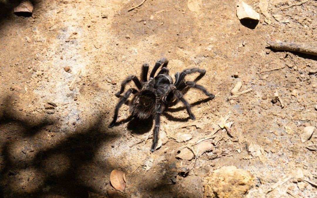 Exploring Nature and Interacting with Tarantulas at Coe Park Tarantula Fest!