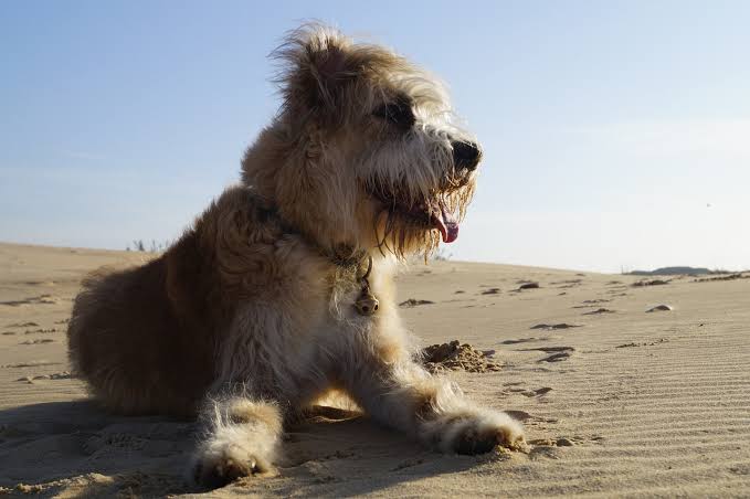 A Rare Find: The Mains Welcome Mac, a Barbado da Terceira Dog, Into Their Home