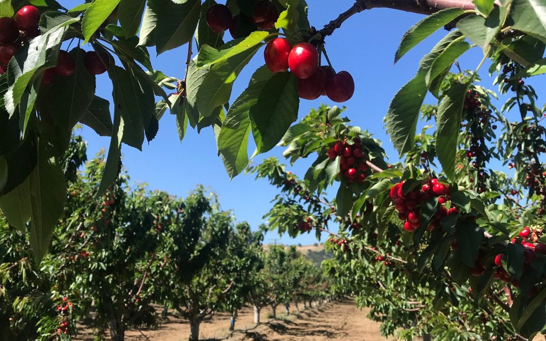 Uncovering the Vibrant and Unique Community of Morgan Hill, California