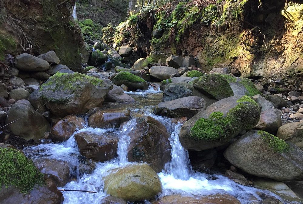 Explore the Natural Beauty of Uvas Canyon County Park