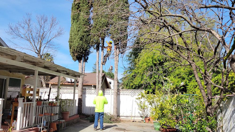 Franco Tree Service and Yard Clean-Ups: Transforming Your Outdoors Safely and Sustainably