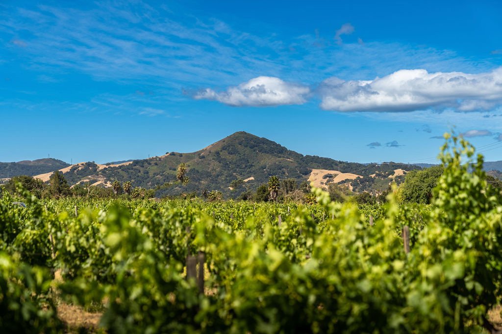 Savor the flavors of Morgan Hill: A focal point of Northern California's culinary scene.