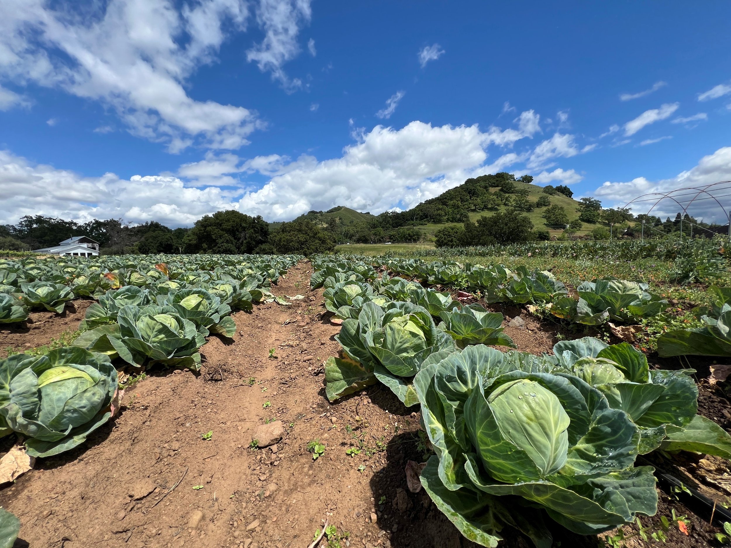 Experience MOHI Ranch's charm: Where Morgan Hill's farm-to-table journey begins.