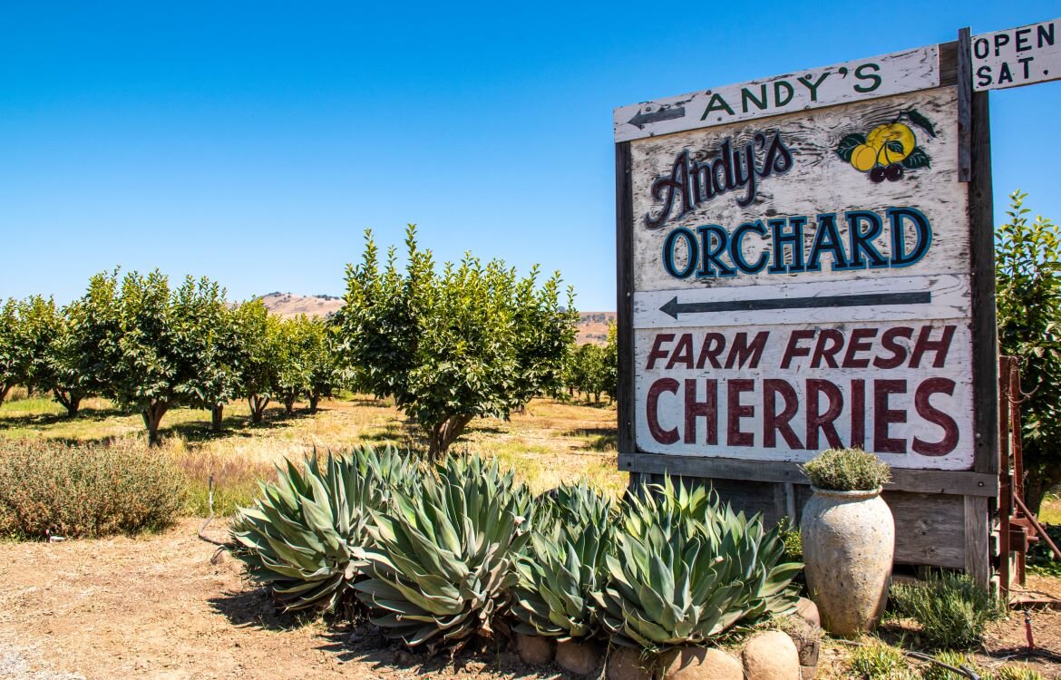 Discover the delight of heirloom stone fruits at Andy's Orchard.