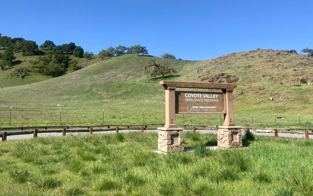 Coyote Valley Open Space Preserve: A Sanctuary for Wildlife and Outdoor Enthusiasts