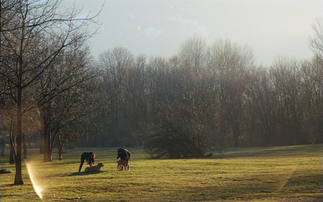 Morgan Hill Dog Park: Where Paws and Playtime Collide