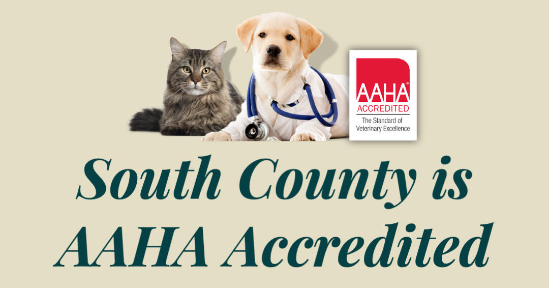 Caring for Your Pets: Discover South County Animal Hospital in Morgan Hill