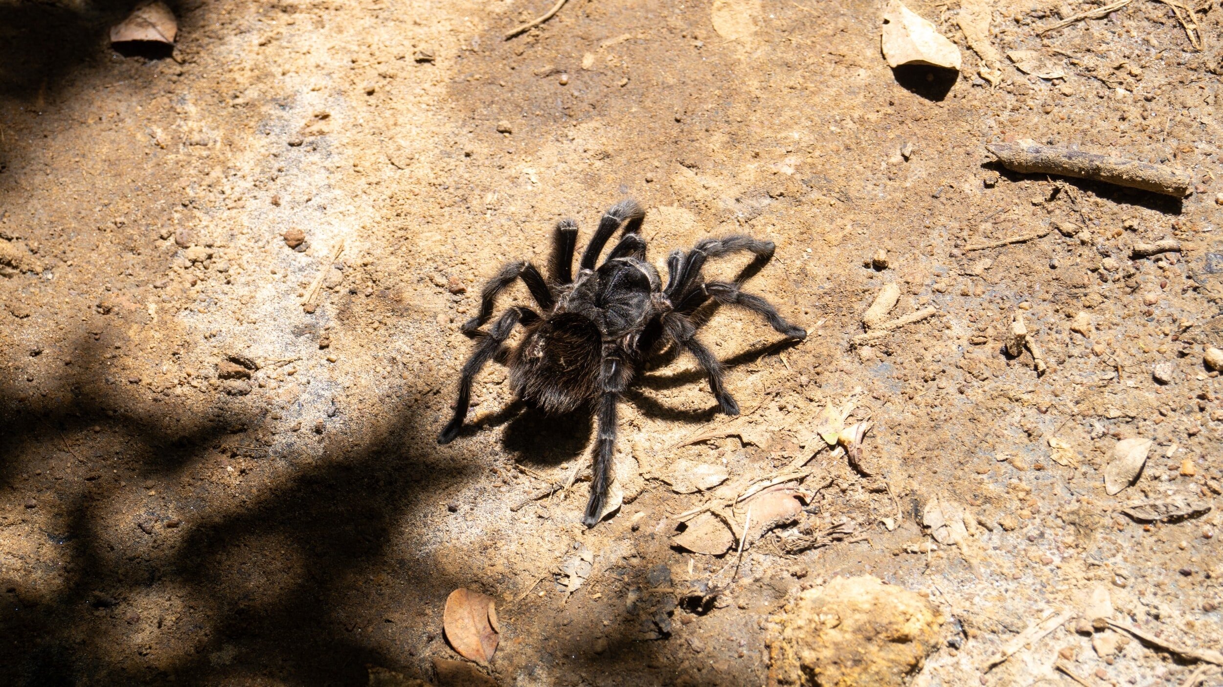 Fall Tarantula Fest 2024: A Spooky Spider Celebration in Morgan Hill