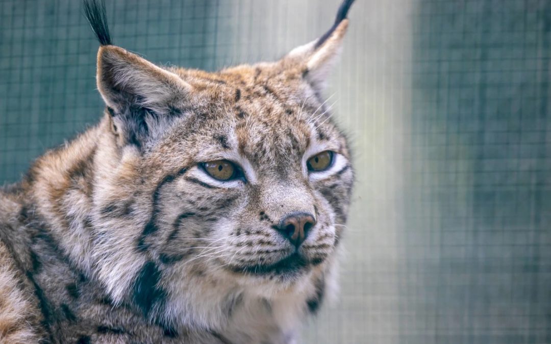 The Wildlife Education and Rehabilitation Center: Where Critters Get a Second Chance