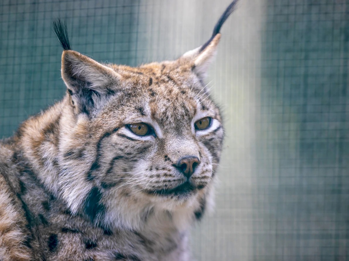 The Wildlife Education and Rehabilitation Center: Where Critters Get a Second Chance