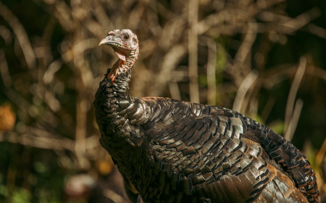 Gobble Up Some Fun: Thanksgiving Day Turkey Shoot at Coyote Creek Golf Club