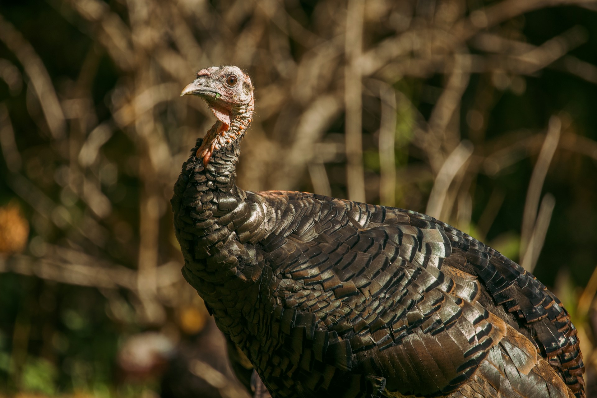 Gobble Up Some Fun: Thanksgiving Day Turkey Shoot at Coyote Creek Golf Club